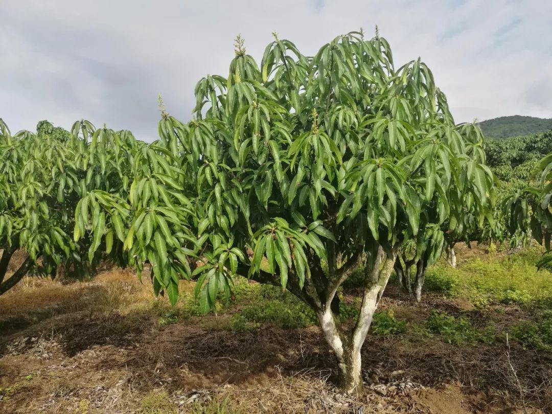 芒果催花卡壳解决方法,什么原因芒果催花失败