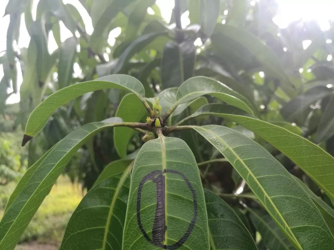 芒果催花卡壳解决方法,什么原因芒果催花失败