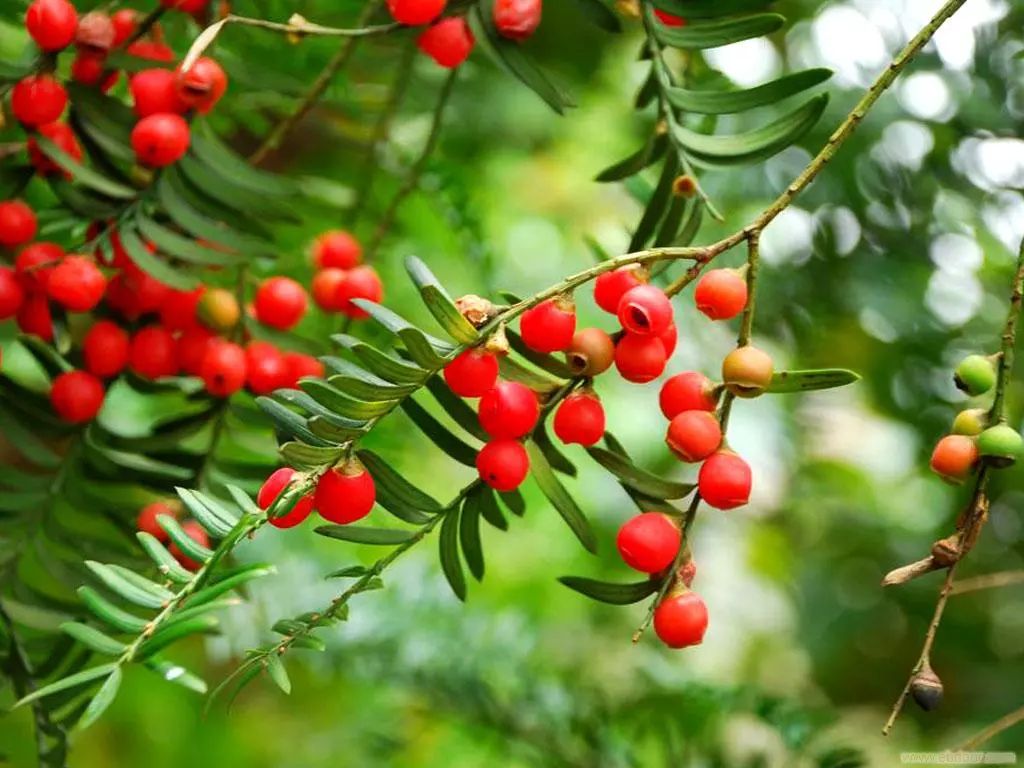 文县在哪里啊,现在的文县