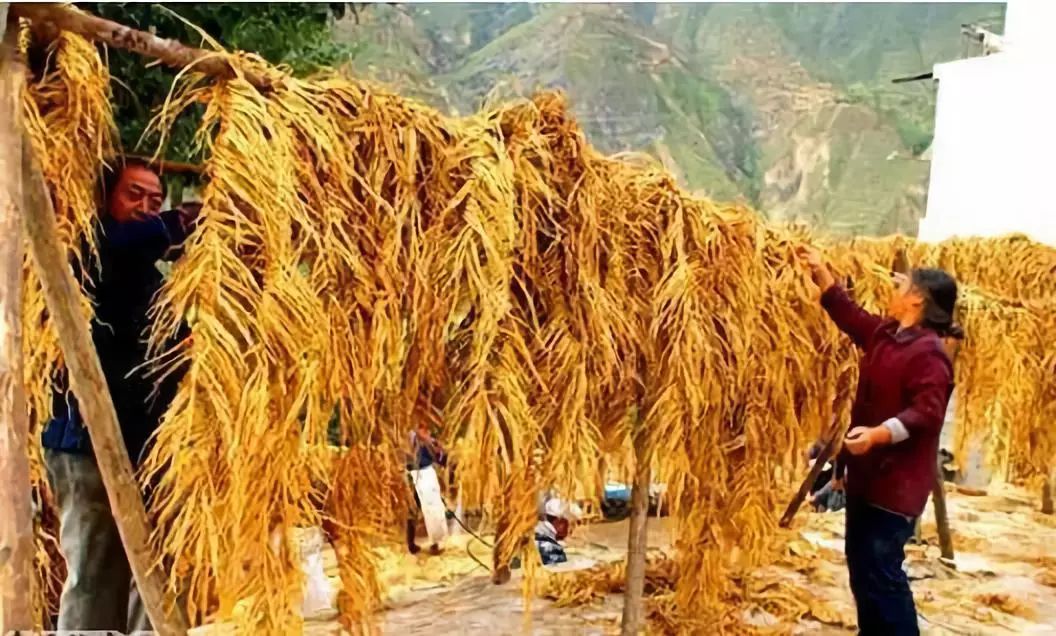 文县在哪里啊,现在的文县