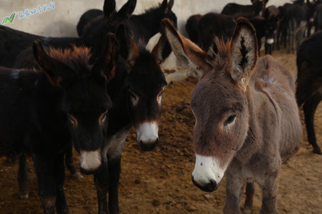 驴脱贫致富新路径,脱贫攻坚养殖致富新门路