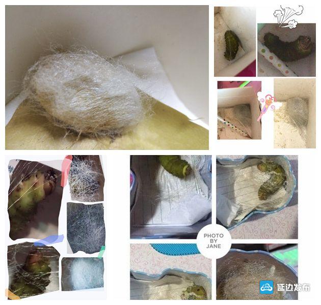 蚕宝成长记绘本,蚕宝成长记二年级