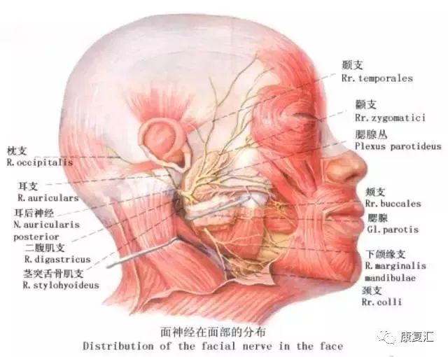 康复科治疗面瘫效果怎么样,面瘫康复训练评分