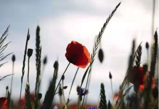 甲状腺癌症碘131辐射有多久,甲癌服用碘131后10天辐射距离多远