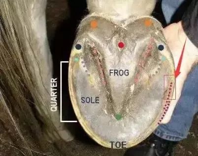 马匹解剖学视频教程,马匹解剖学基础特征