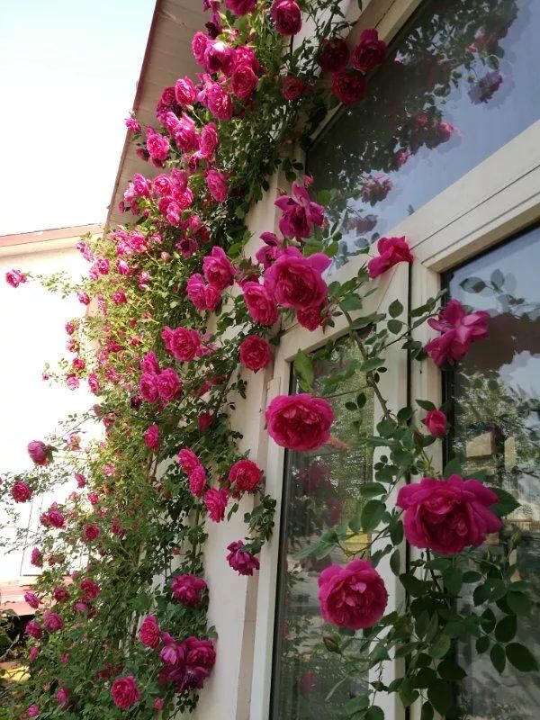 怎样才能让藤本月季快速成为花墙,做花墙最好的藤本月季品种