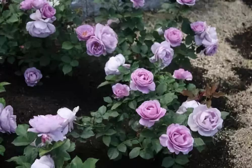 怎样才能让藤本月季快速成为花墙,做花墙最好的藤本月季品种