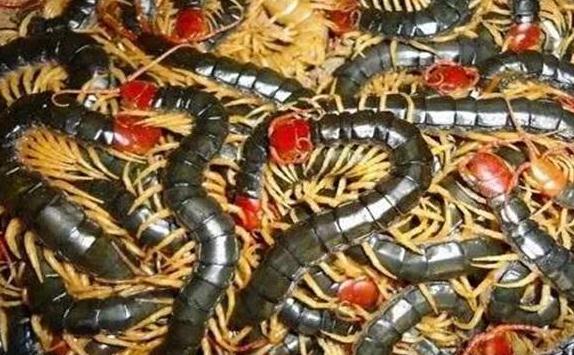 养蜈蚣年入60万,养100万条蜈蚣投入多少钱