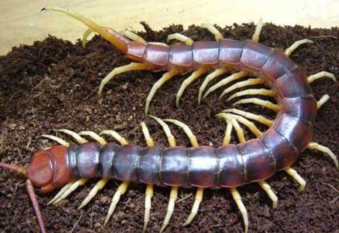 养蜈蚣年入60万,养100万条蜈蚣投入多少钱