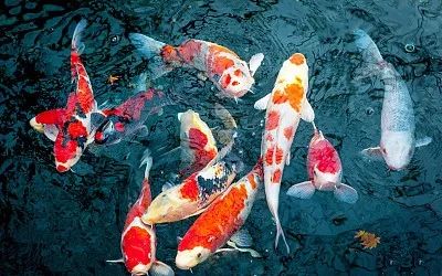 锦鲤抽奖是不是骗人的,锦鲤抽奖套路深怎么办