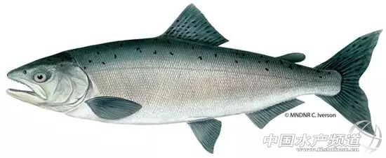 三文鱼有什么好处和坏处,吃三文鱼的好处与功效