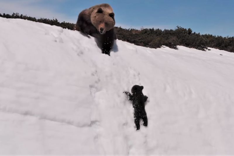 立创商城杨林杰简介,杨林杰立创