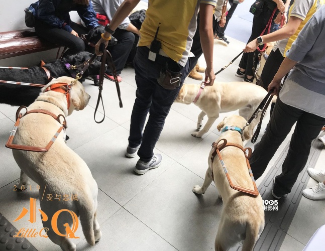 任达华和导盲犬的电影叫什么名字,导盲犬小q任达华为什么没有回来