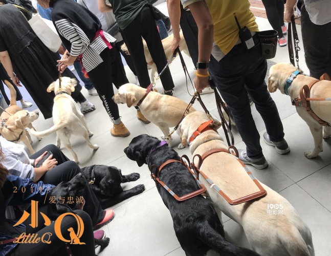 任达华和导盲犬的电影叫什么名字,导盲犬小q任达华为什么没有回来