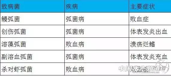 南美对虾小苗空肠空胃怎么引起的,对虾空肠空胃的治疗