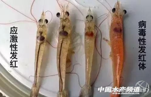 南美对虾小苗空肠空胃怎么引起的,对虾空肠空胃的治疗