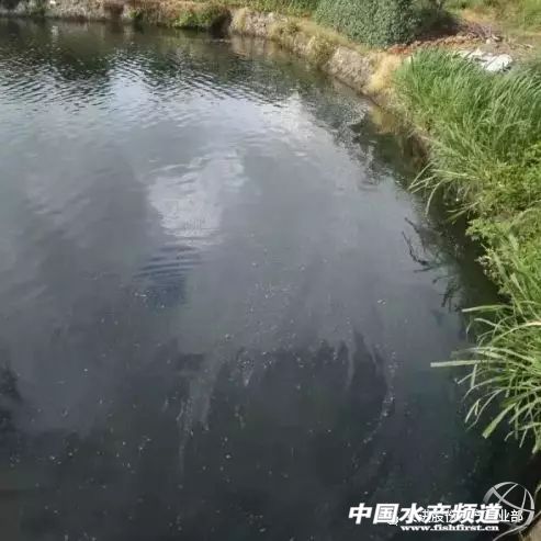 南美对虾小苗空肠空胃怎么引起的,对虾空肠空胃的治疗