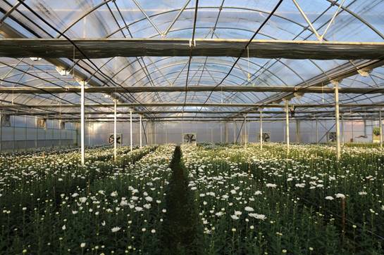 纳雍大棚蔬菜种植基地,脱贫致富蔬菜大棚