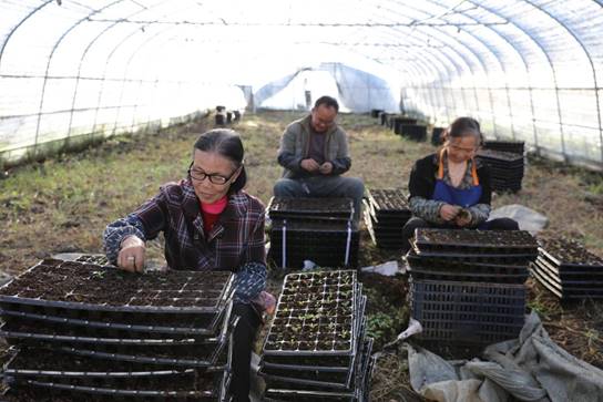 纳雍大棚蔬菜种植基地,脱贫致富蔬菜大棚