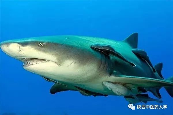 毒液的视角看毒液,医学生眼中的饮料图片