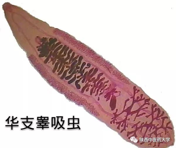 毒液的视角看毒液,医学生眼中的饮料图片