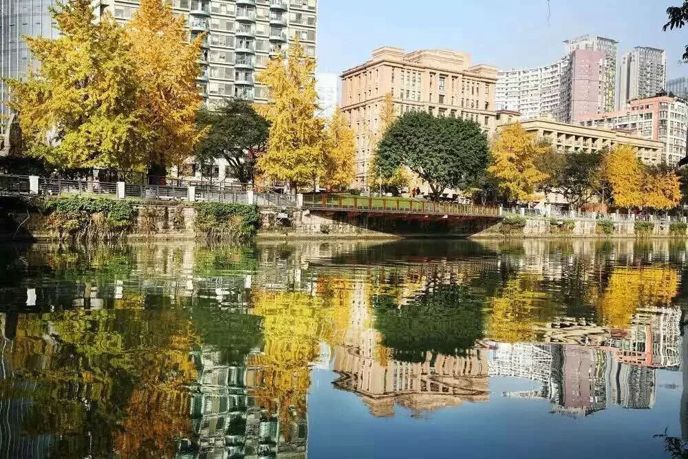 成都锦江边最漂亮的银杏,成都银杏美图