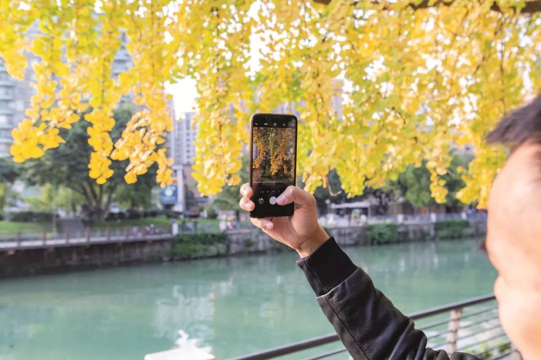 成都锦江边最漂亮的银杏,成都银杏美图