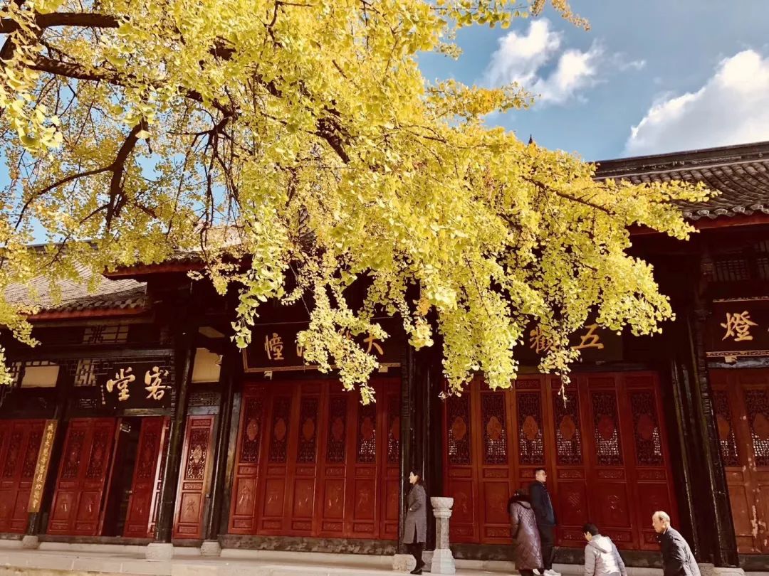 成都锦江边最漂亮的银杏,成都银杏美图