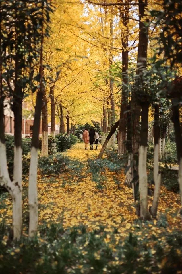 成都锦江边最漂亮的银杏,成都银杏美图