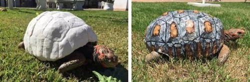 南极熊价格表,南极熊精品