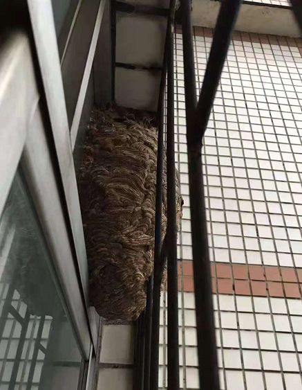 江西一居民家中惊现巨型马蜂窝,贵州家里惊现巨型马蜂窝