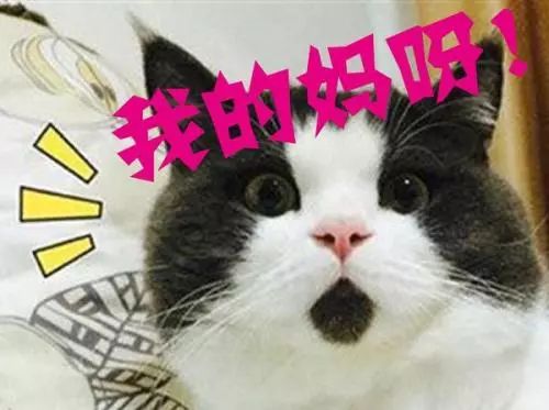 江西一居民家中惊现巨型马蜂窝,贵州家里惊现巨型马蜂窝