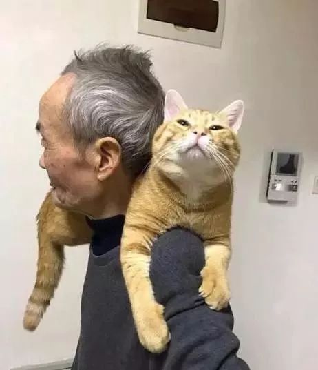 养猫的用处每一个都好硬核 (年轻人养猫和老人养猫的区别)