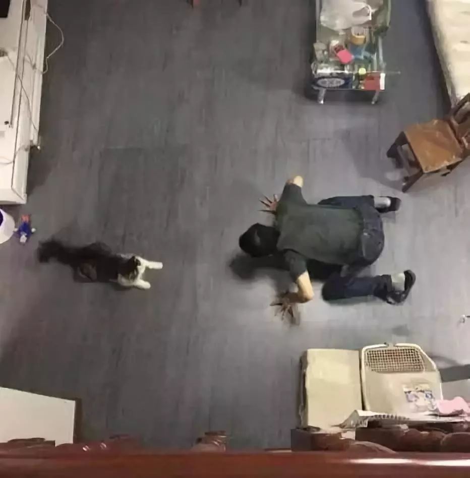 养猫的用处每一个都好硬核 (年轻人养猫和老人养猫的区别)