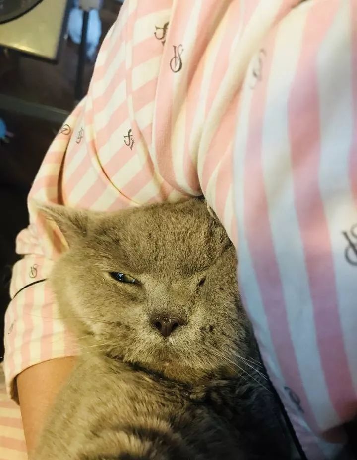 养猫的用处每一个都好硬核 (年轻人养猫和老人养猫的区别)