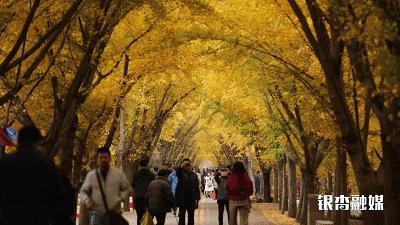 邳州枫彩漫城未来规划,枫彩漫城景区