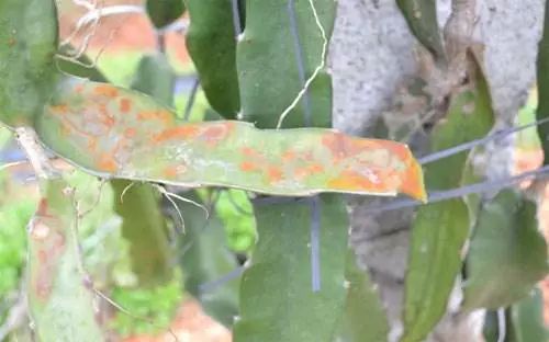 火龙果主要病虫害及防治,火龙果怎么防治病虫害