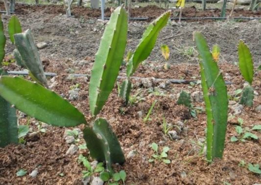 火龙果主要病虫害及防治,火龙果怎么防治病虫害