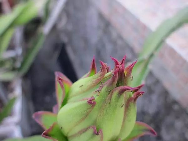 火龙果主要病虫害及防治,火龙果怎么防治病虫害