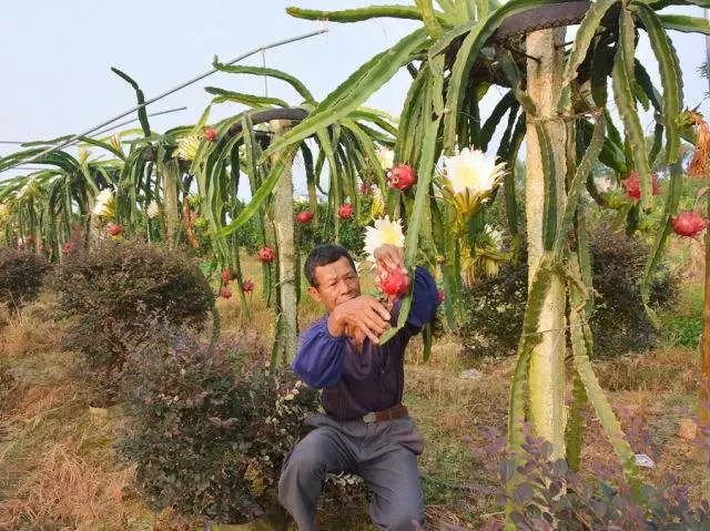 火龙果主要病虫害及防治,火龙果怎么防治病虫害
