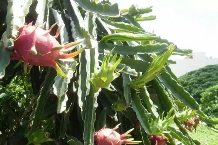 火龙果主要病虫害及防治,火龙果怎么防治病虫害