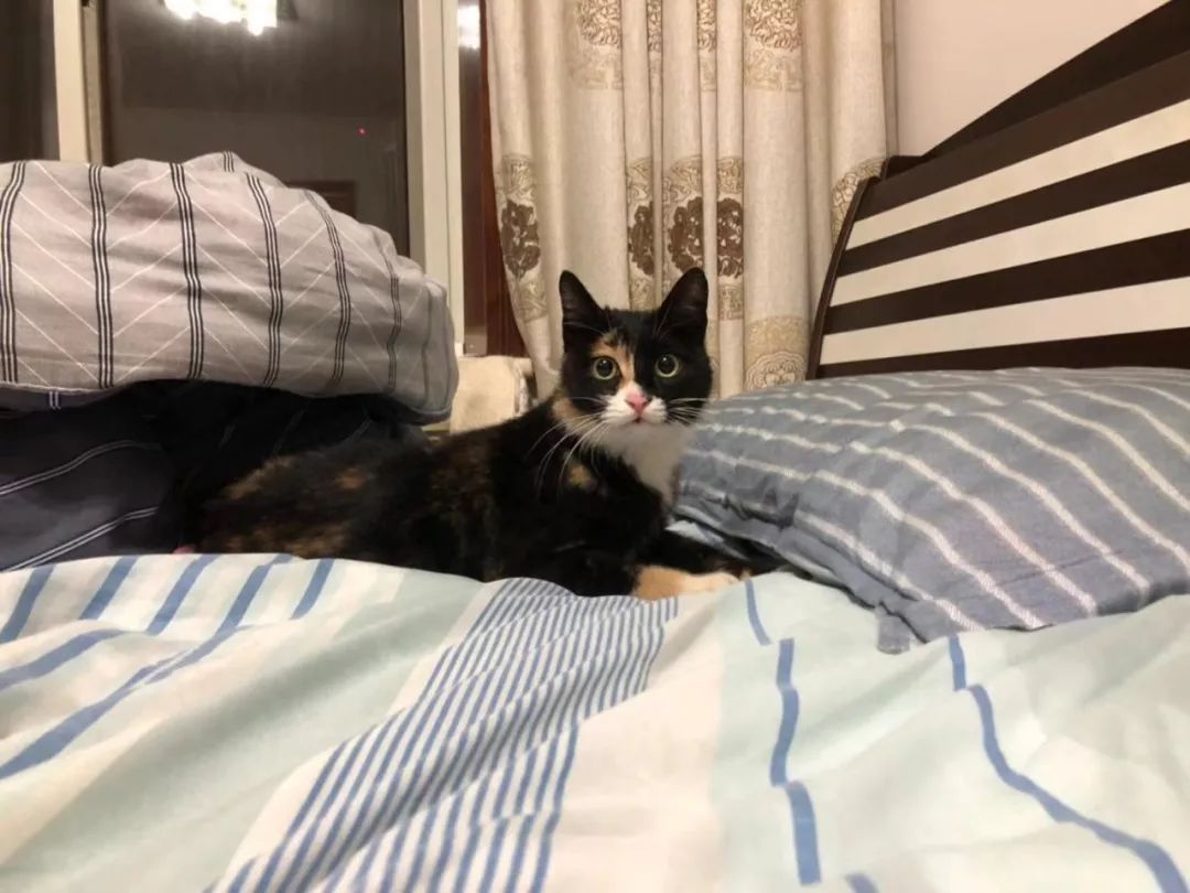 看猫咪如何对狗狗大打出手,猫狗大战猫咪