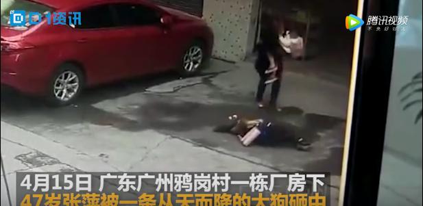 天降大狗案旷日持久谁来担责？