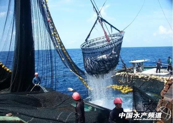 开创国际舟山金枪鱼罐头项目,舟山金枪鱼罐头都出口吗