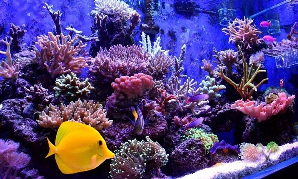 sps海缸ph多少最佳,海缸sps要多久才能下