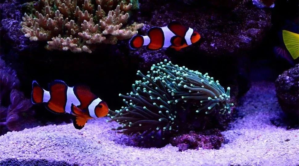 sps海缸ph多少最佳,海缸sps要多久才能下