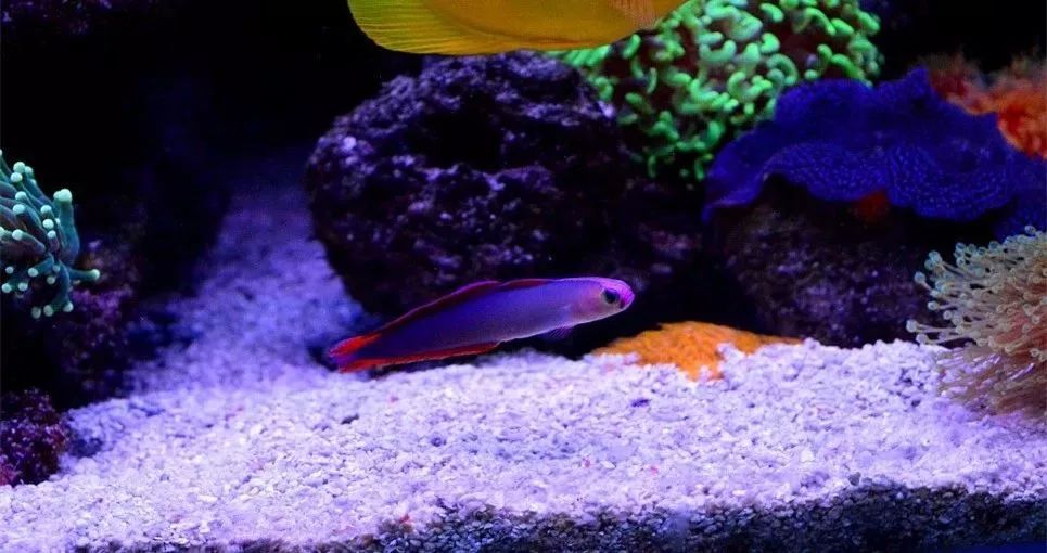 sps海缸ph多少最佳,海缸sps要多久才能下