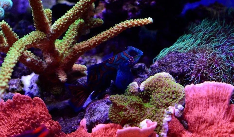sps海缸ph多少最佳,海缸sps要多久才能下