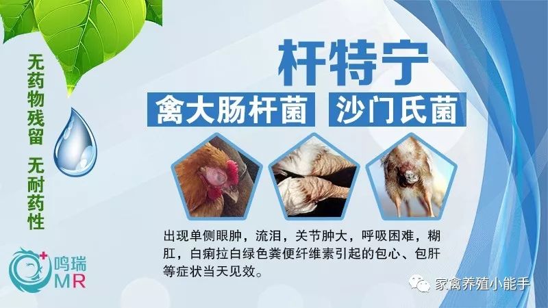 鹅拉绿色粪便翅膀发抖是什么原因,鹅拉白色稀粪和不吃食怎么治疗