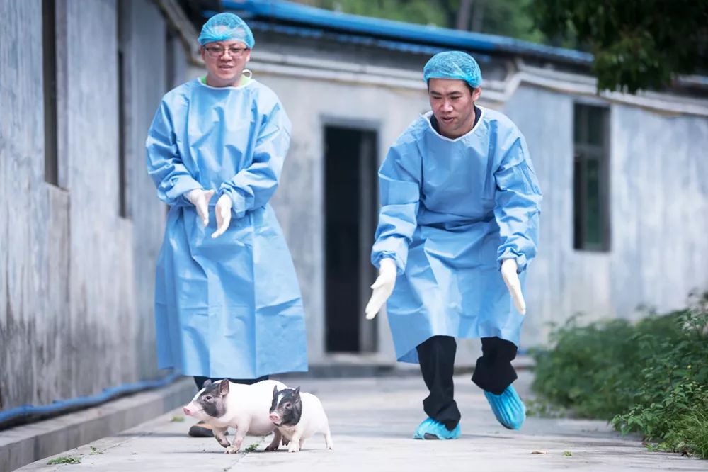 基因编辑争议,基因编辑的突破与挑战